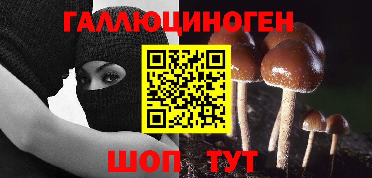 Галлюциногенные грибы Psilocybe Менделеевск